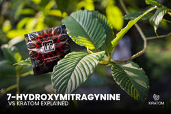 Image of Battling Plant Powerhouses: 7-Hydroxymitragynine vs Kratom Explained