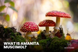 Image of What is Amanita Muscimol?